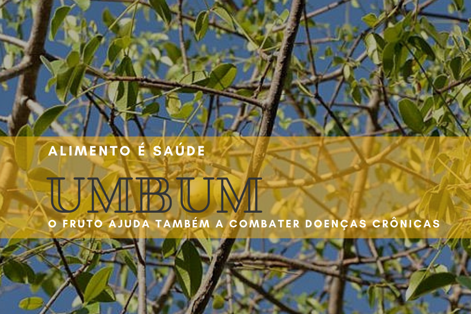 Rico em vitaminas e antioxidantes, umbu gera renda para agricultura familiar da Bahia