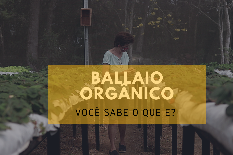 Ballaio Orgânico: conheça a rede onde o alimento é produzido e consumido na própria São Paulo