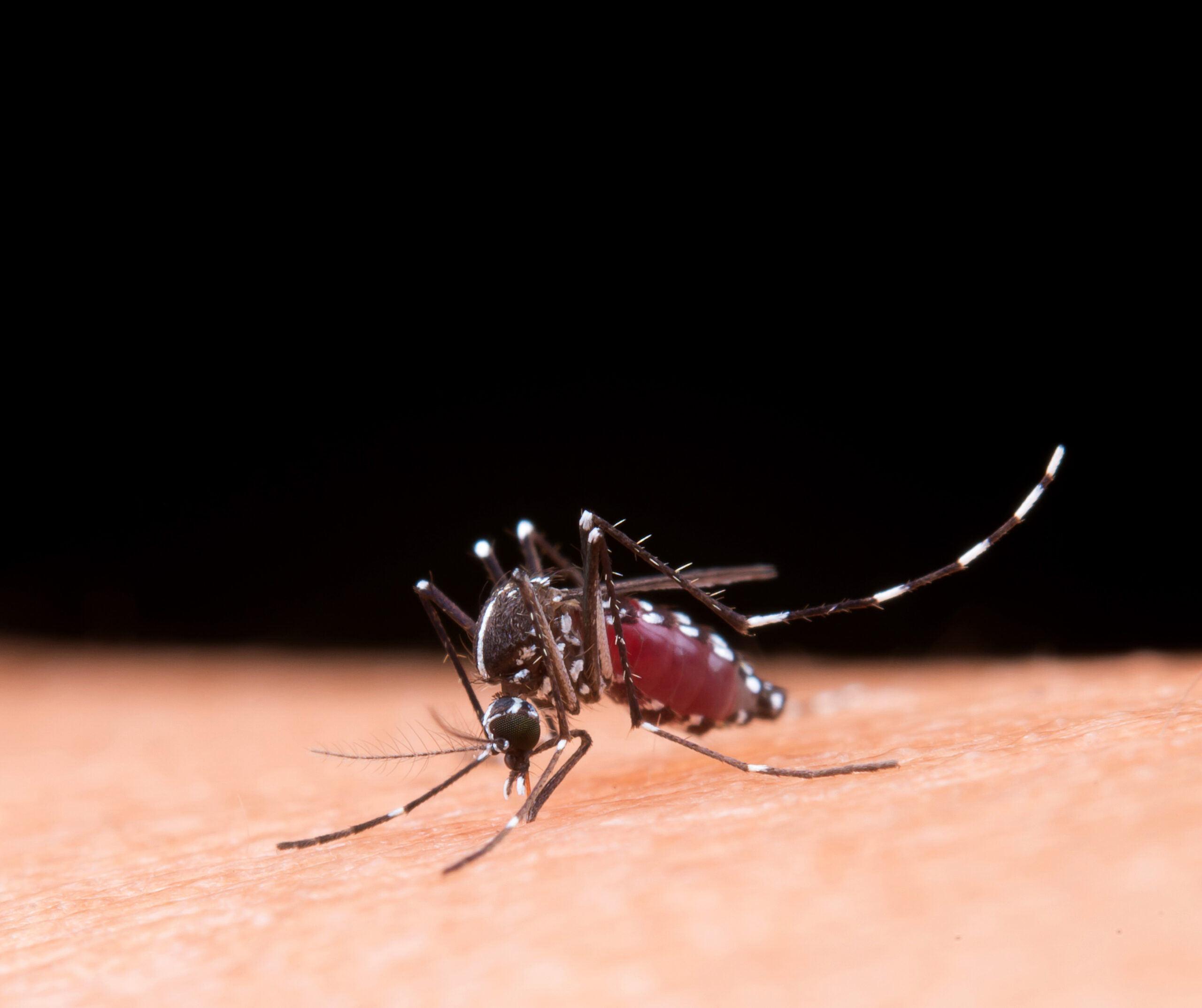 Dengue: sintomas, tratamento e prevenção!
