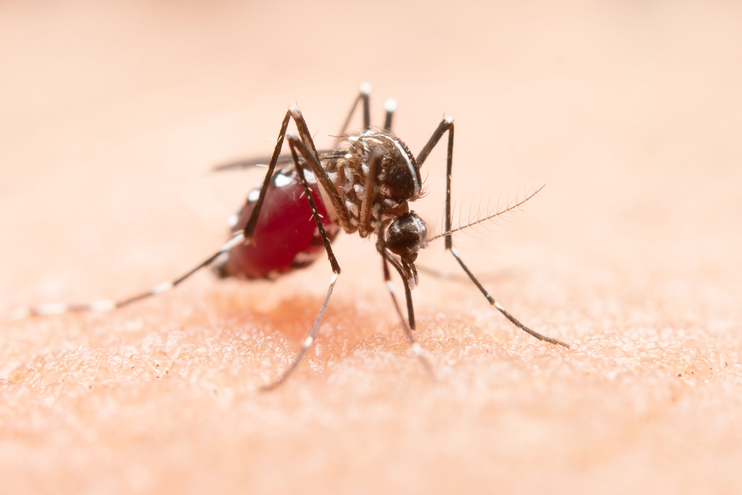 Dengue: uma visão abrangente sobre a doença