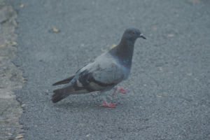 O que é a Criptococose?